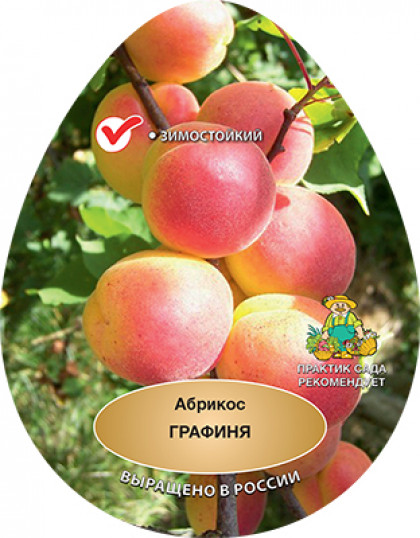 Графиня 1шт Поиск