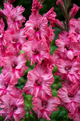 Кингстон Фриззлс (Гофр) 12/14 7шт