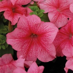 Мамбо Джи Пи (100шт) Ред Вейнед мультифлора