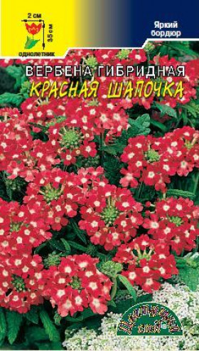Красная шапочка/Цветущий Сад вербена