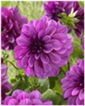 Блю Белл 1шт