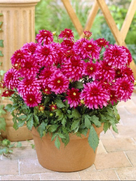 Гэллери Арт Нуво 1шт