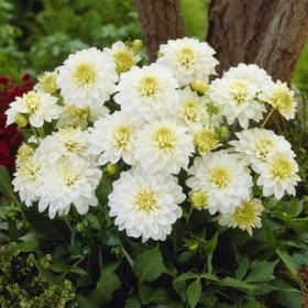 Гэллери Арт Фэйр 1шт