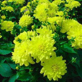 Гэллери Пинто 1шт