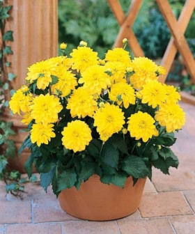 Гэллери Чезанне 1шт