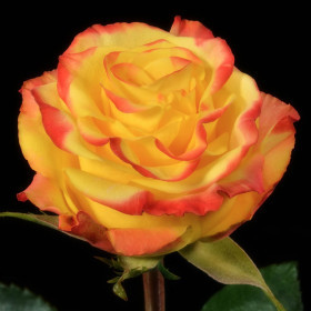 Хай энд Еллоу Мэджик (ЗКС) ЖИЛЯК