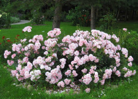 Боника (ЗКС) ЖИЛЯК