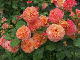 Ла Вилла Котта (ЗКС) ЖИЛЯК