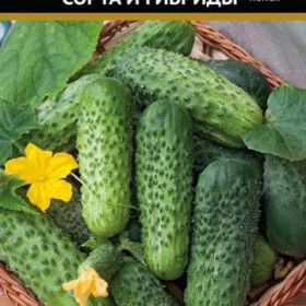 Вероника Ц(Поиск)