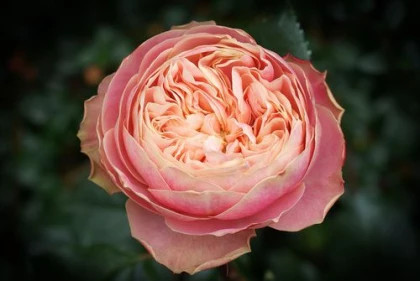 Викториан Классик (ЗКС) ЖИЛЯК