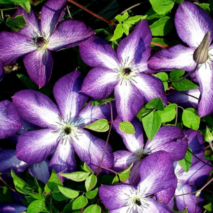 Веноза Виолацеа 2шт (каперсы)