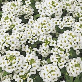 Алиссум Эстер Бонет (1000шт) Вайт