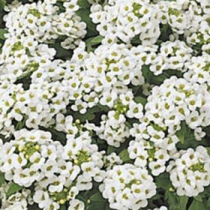 Алиссум Эстер Бонет (1000шт) Вайт