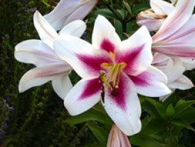 Алтари (ОТ)  5шт