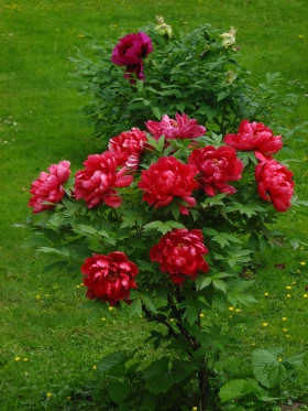 Алые Паруса древовидный 1шт Поиск