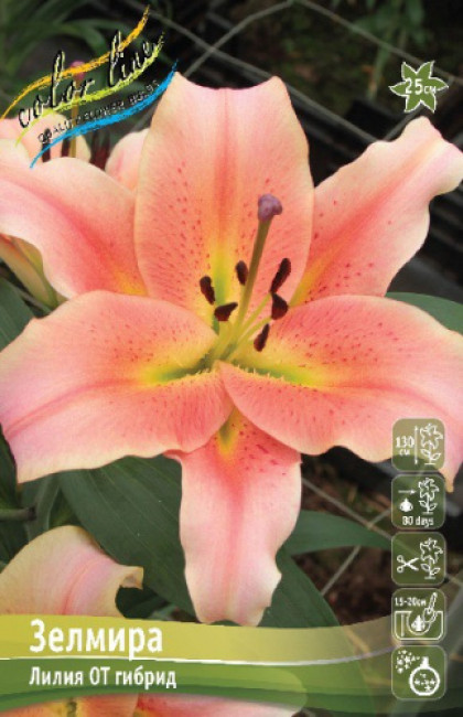 Зелмира 12/14 (ОТ) 5 шт