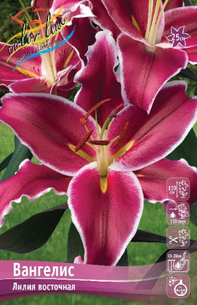 Вангелис 12/14 (вост) 5шт