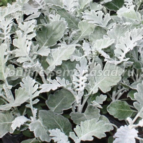 Цинерария Сильверадо 1000шт.