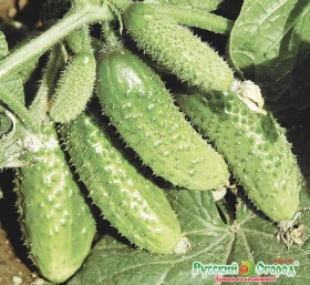 Чемпион 1 Ц(Н)