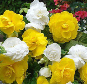 Микс № 2- 2шт (белый+желт)