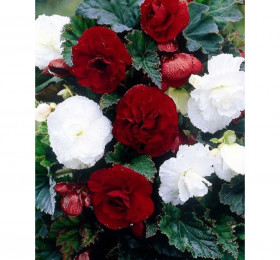 Микс № 4 (махр. бел+тем.-красн.)- 2шт