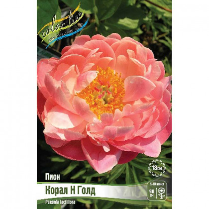 Корал Энд Голд 1шт