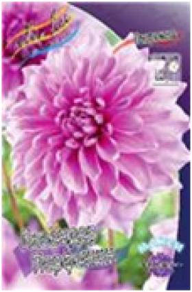 Лавендер Перфекшн 1шт.