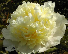 Лаура Десерт-1шт