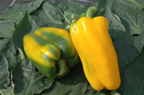 Джемини Цветущий сад