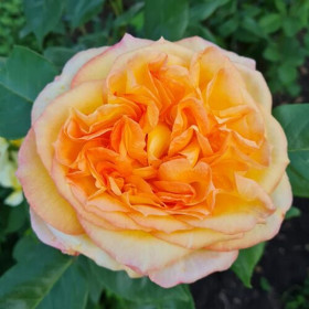 Анри Дельбар (ЗКС) ЖИЛЯК