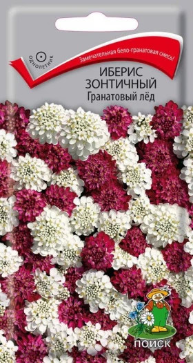 Гранатовый лед зонтичный Ц(Поиск)