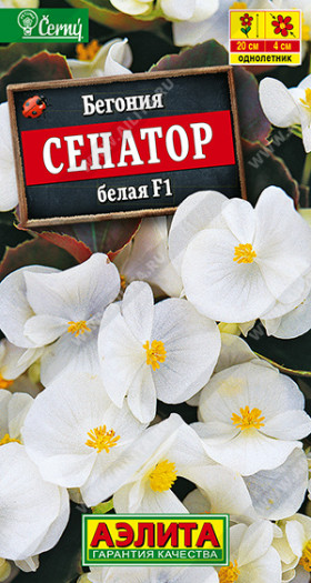 Сенатор вечноцветущая белая Ц(А)