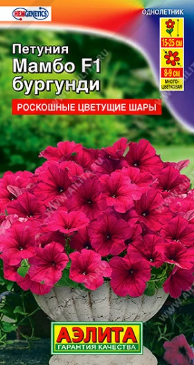 Мамбо бургунди Ц(А)