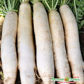 Большая удача Ц(Н)