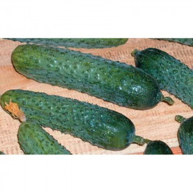 Огурец Меренга F1 Каприс 20*10 шт.