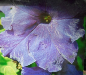 Петуния Эвелина Каприс 20*15 шт.