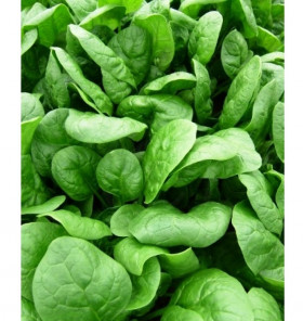 Шпинат Аполло F1 Каприс  20*0,1гр.