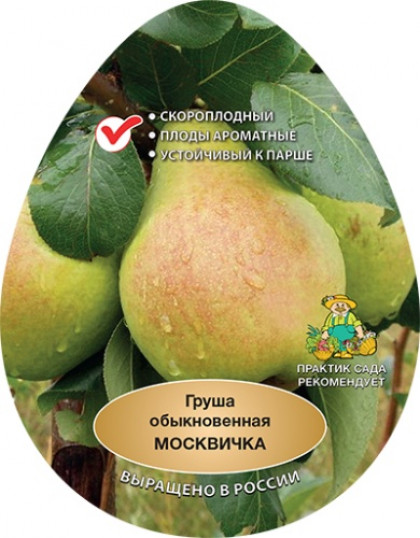 Москвичка 1шт Поиск