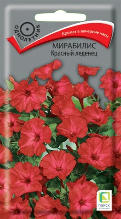 Мирабилис цветок пурпурный леденец