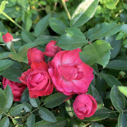 Морсдаг (ЗКС) ЖИЛЯК