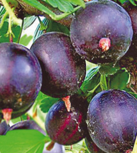 Черносливовый ср.ранний т-красный/Поиск