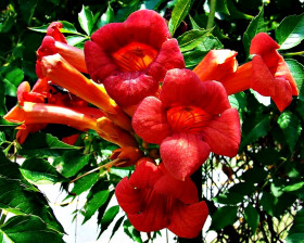 Фламенко 1шт