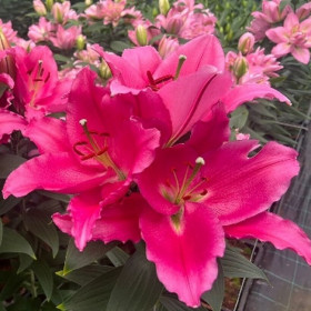 Либер Россо 12/14 (вост без пыльцы) 5шт