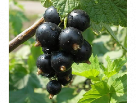 Лентяй черная поздний Поиск