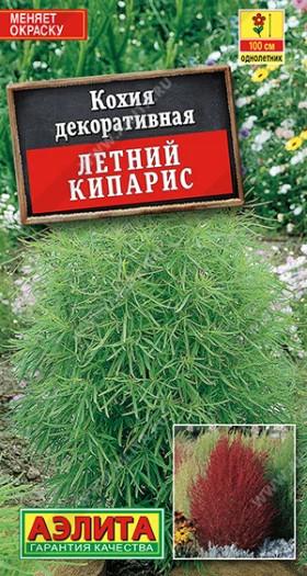 Летний кипарис Ц(А)