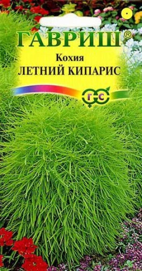 Летний кипарис Ц(Г)