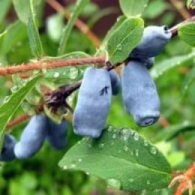 Гекрота Голдфрейм 1 шт +