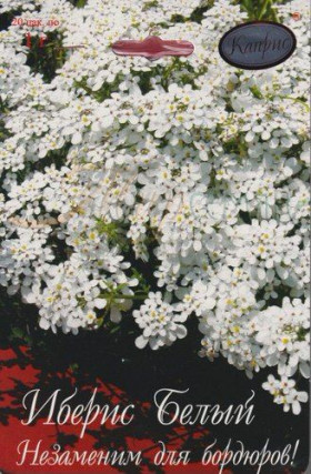 Иберис Белый Снежный ковер Каприс