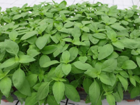 Лемона 0,5гр / Элитные семена