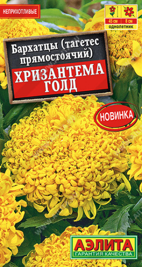 Хризантема голд прямост. Ц(А)